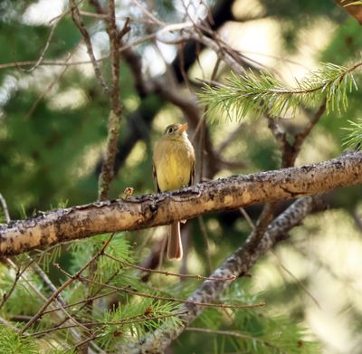 western flycatcher