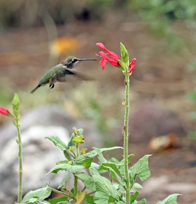 juv. annas hummingbird