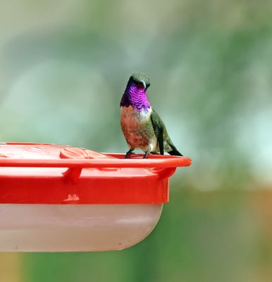 lucifer hummingbird 2