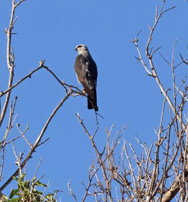 mississippi kite.jpg