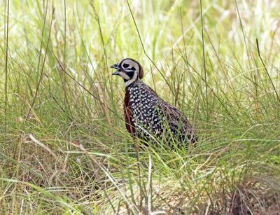 montezuma quail 2.jpg