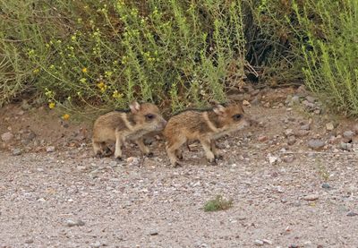 new born javelinas.jpg