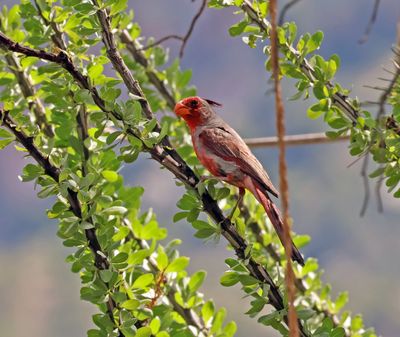 pyrrhuloxia.jpg
