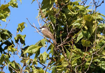 thick billed kingbird 3.jpg