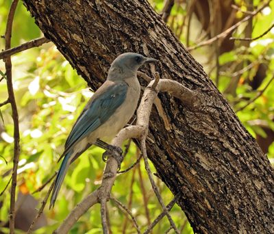 mexican jay