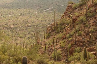Arizona 2024