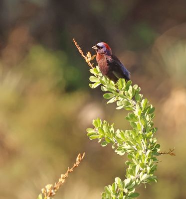 varied bunting.jpg