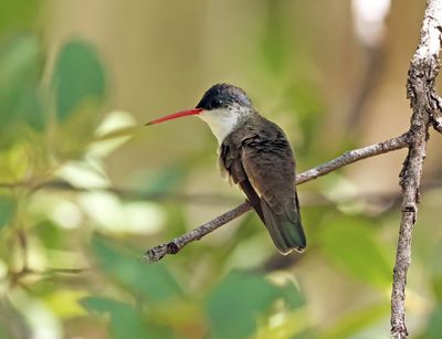 violet crownerd hummingbird.jpg