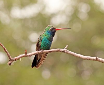 broad billed hummingbird AZS24B dick stilwell.jpg