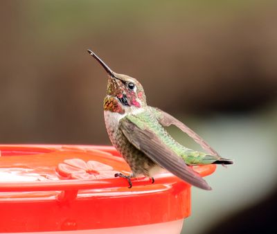 juv. annas hummingbird