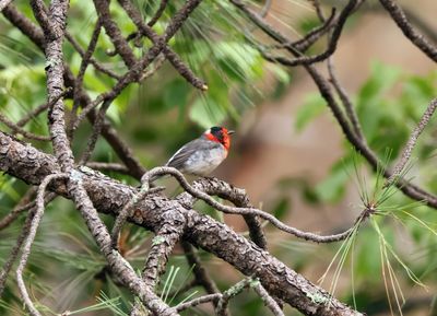 red faced warbler.jpg