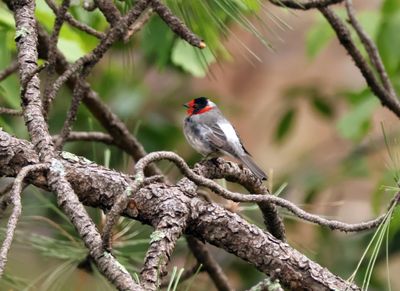red-faced warbler 2.jpg