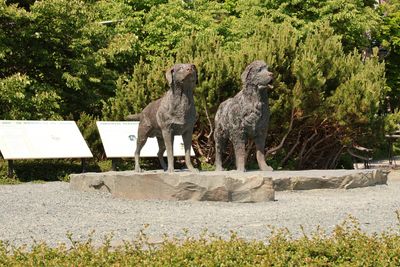 Newfoundland dogs