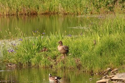 pink footed goose