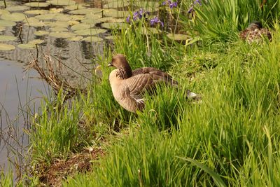 pink footed goose