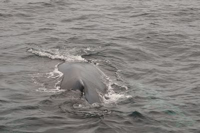 humpback whales on way to gull island