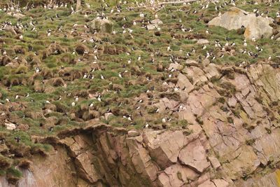 gull island, home to approx 25000 breeding pairs of puffins