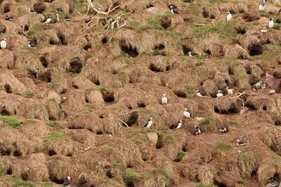 puffin nests