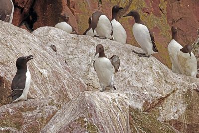 razorbill and guillemots