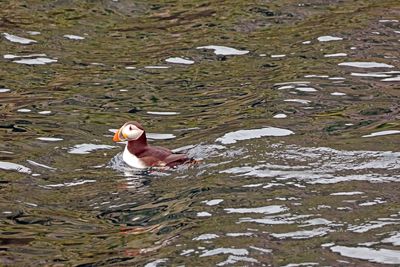 puffin