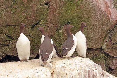 guillemots