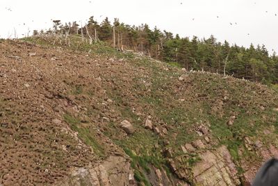 puffin nests