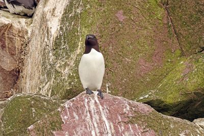 razorbill