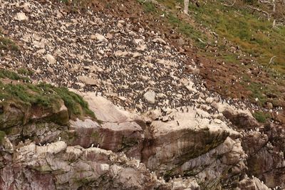 puffins