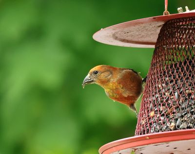 red crossbill