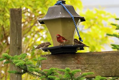 purple finches