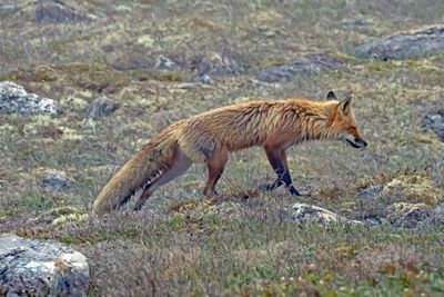 Newfoundland fox
