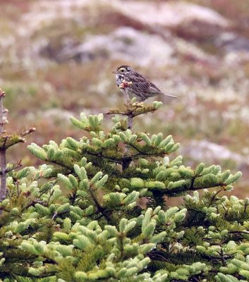savannah sparrow