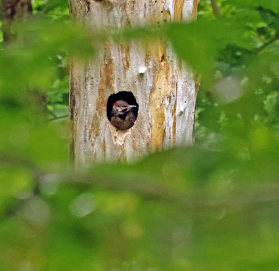 flicker in nest cavity