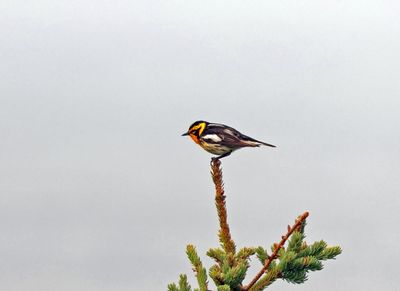 blackburnian warbler
