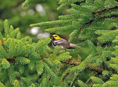 black throated green warbler