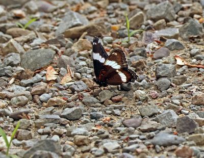 white admiral