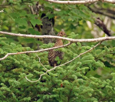 female spruce grouse