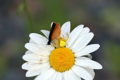 crab spider and victim