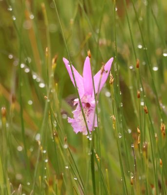 dragons mouth orchid, Arethuse bulbeuse