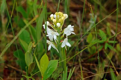 white fringed orchid, Habenaire a gorge frangee
