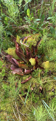 purple pitcher plant