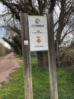 Pirinexus
