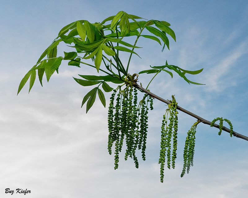 Hickory Catkins in Spring 