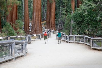 mariposa grove