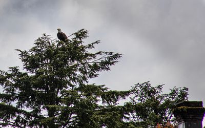 bald eagle, sitka