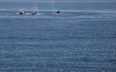 victoria, orca pod