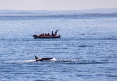 victoria, orca pod