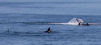 victoria, orca pod