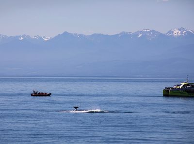 victoria, orca pod