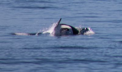 victoria, orca munching on a seal :-(